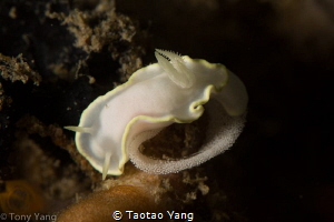 white nudi by Taotao Yang 